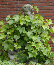 org:/gardening tips/Snoeiadvies/Individuele_pagina/Klimop.jpg